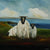 PMcC 'Wild Atlantic Sheep' Print