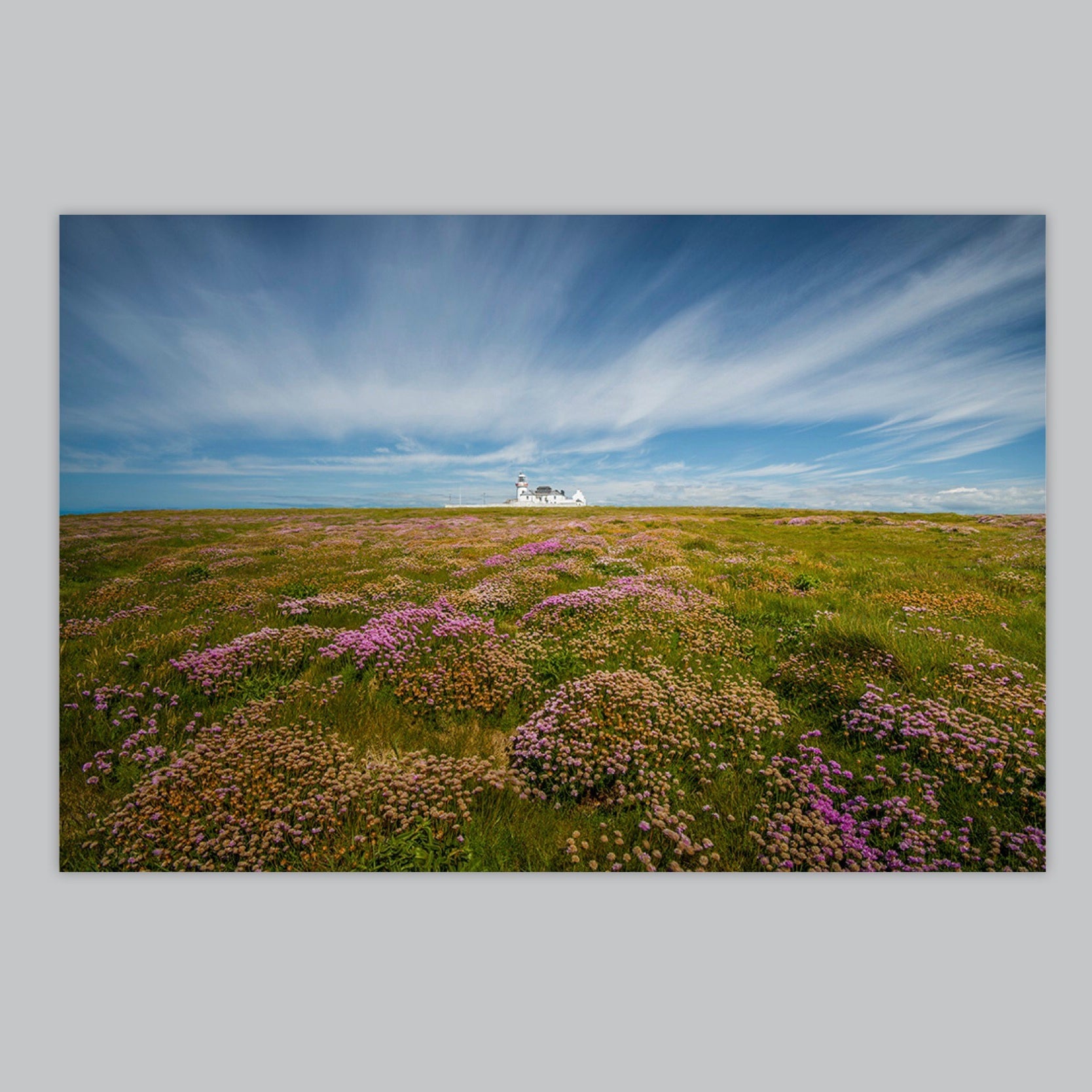 Sea Pinks at Loop Head
