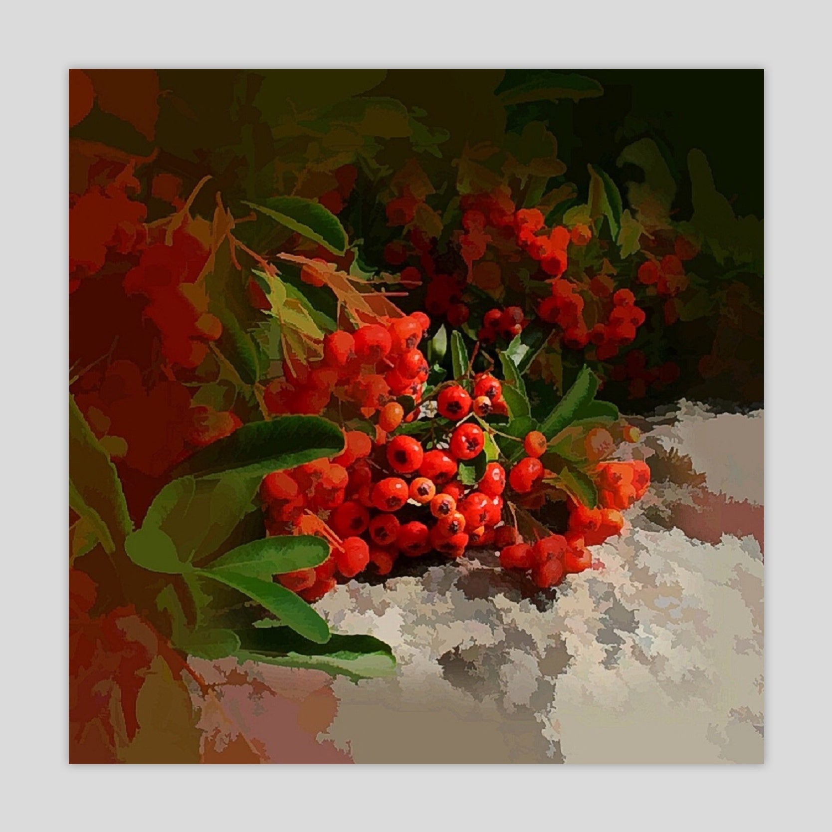 Cotoneaster (2370S)