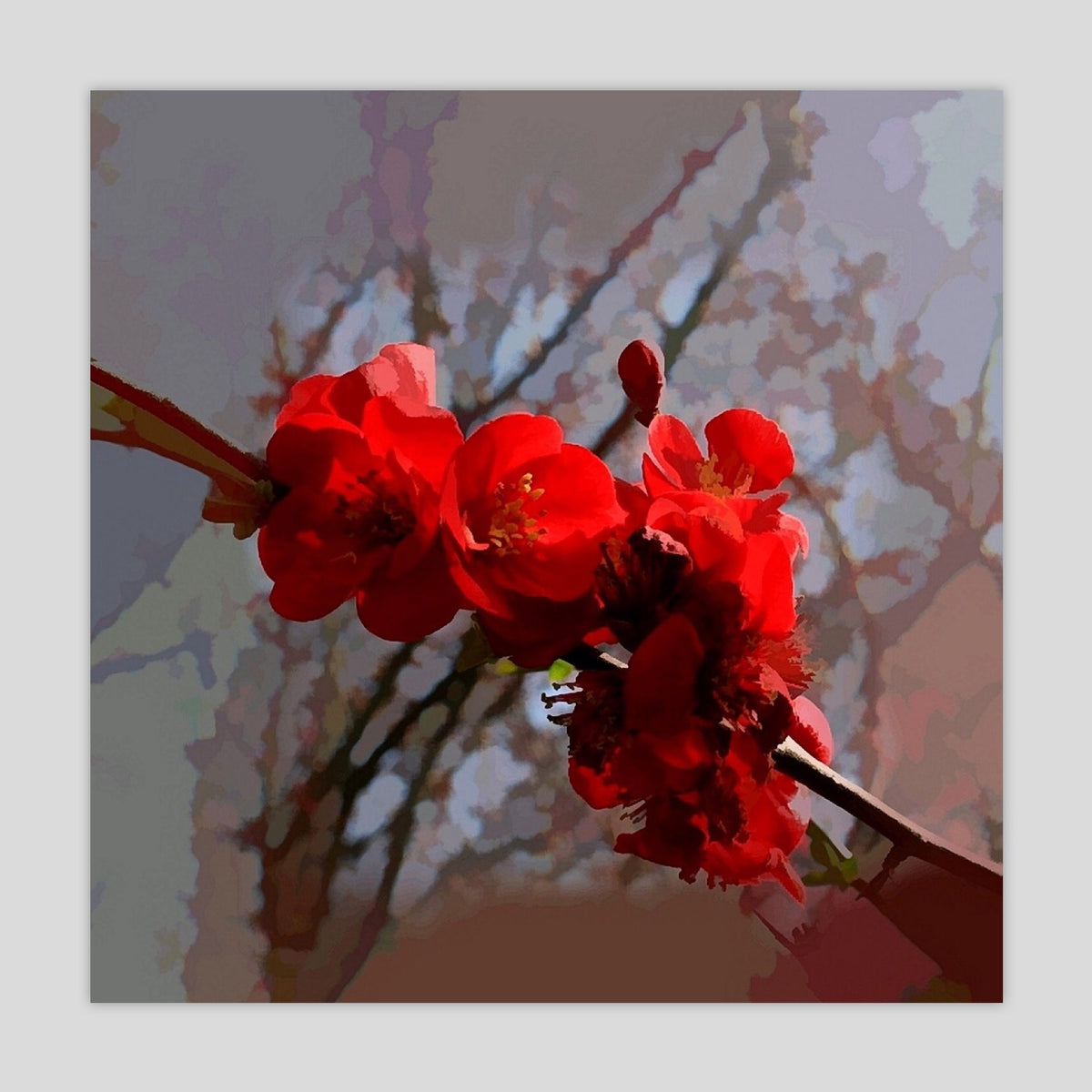 Quince (2475S)