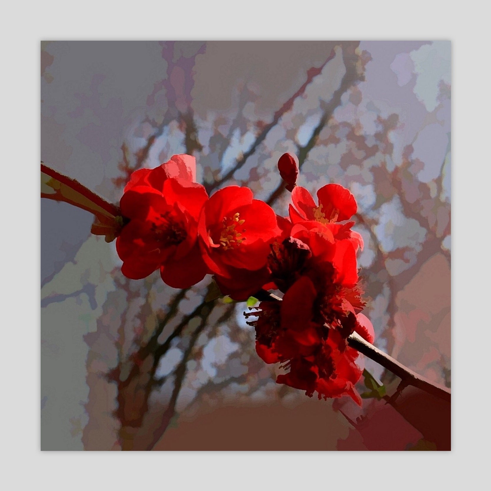 Quince (2475S)