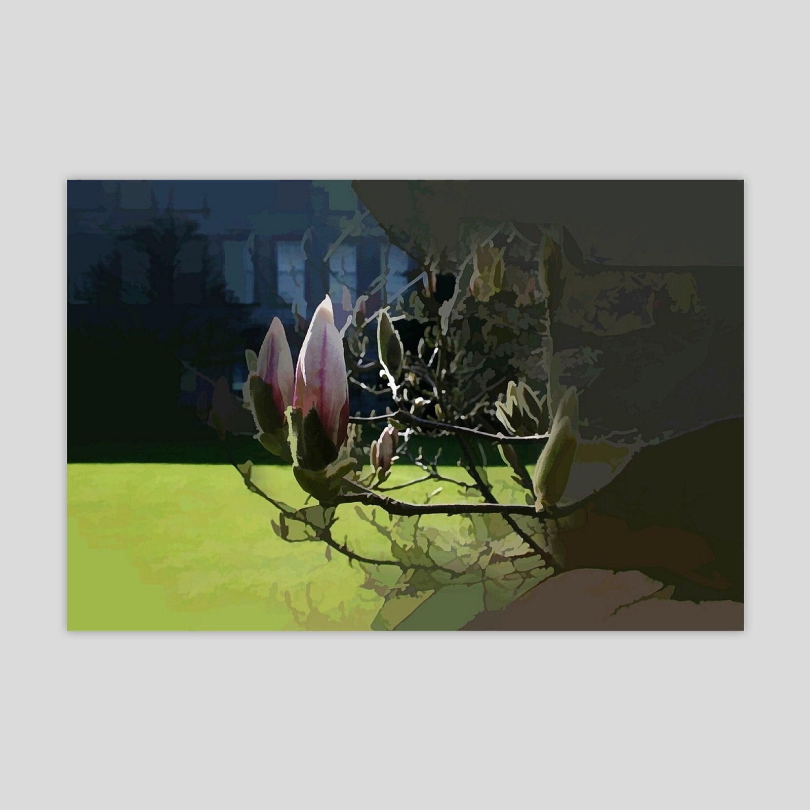 Trinity College Dublin: Magnolia at the Library (2502R-M7)