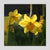 Daffodil (3035S-M7)