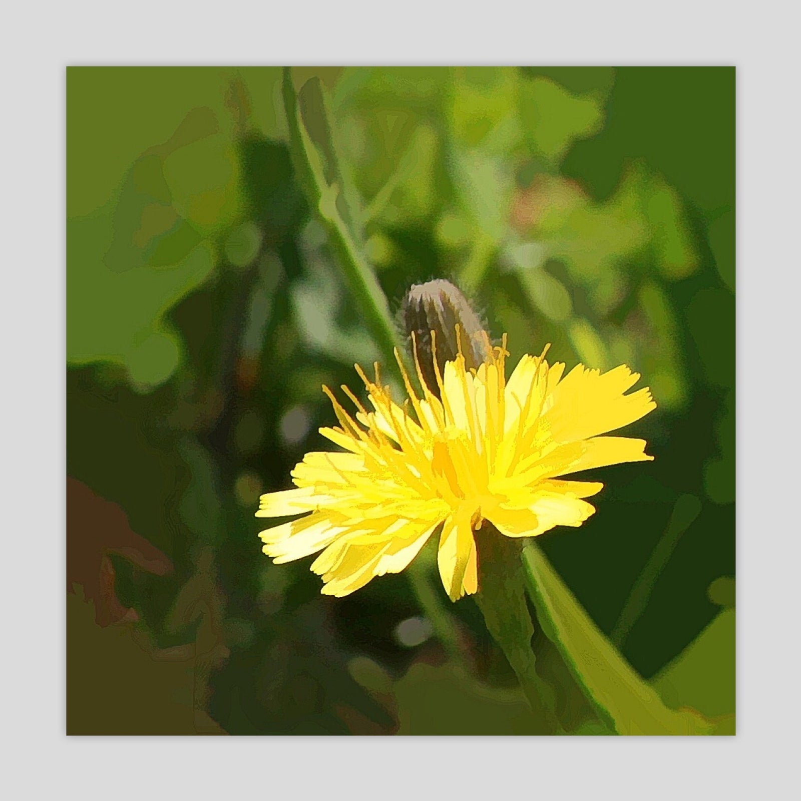 Wildflower (16866-02S)