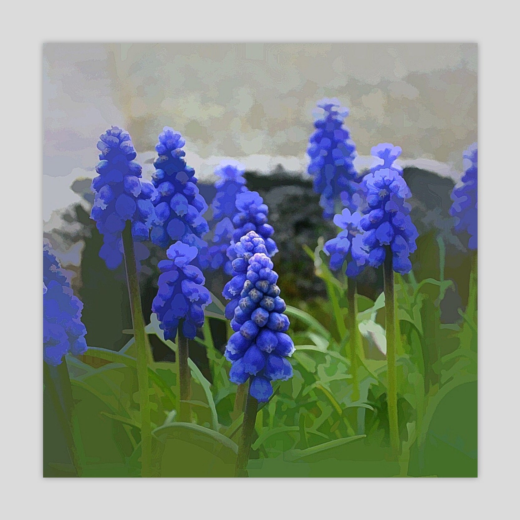 Floral 5 (3000S)