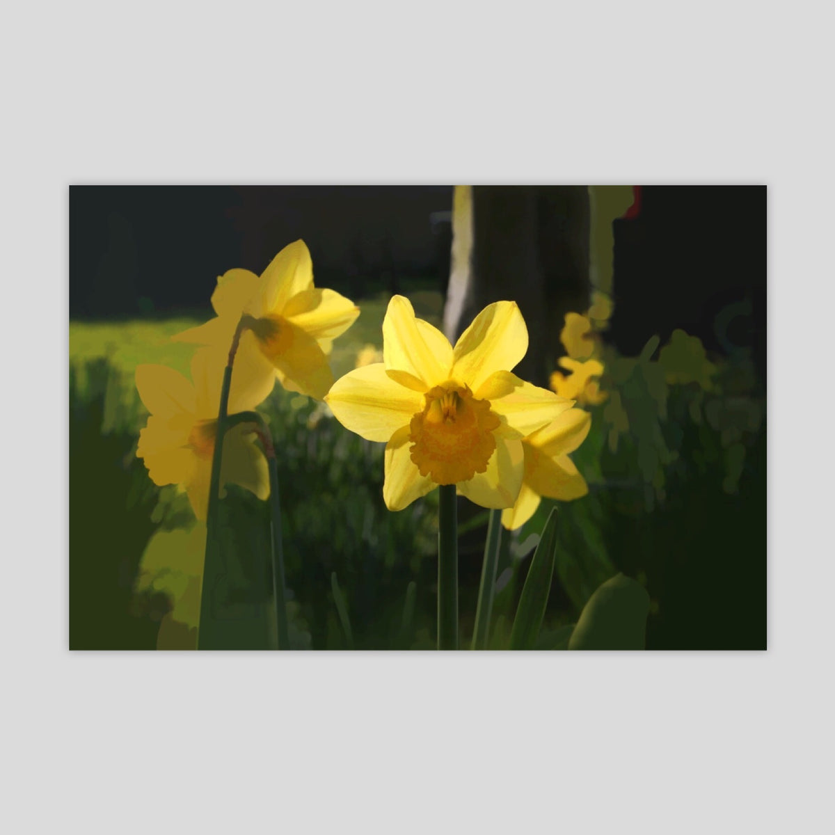Daffodil (3035R-M7)