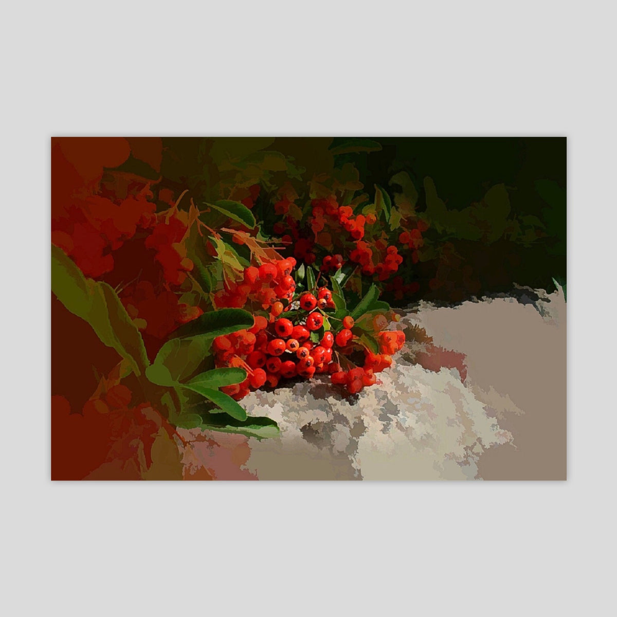 Cotoneaster (2370R)
